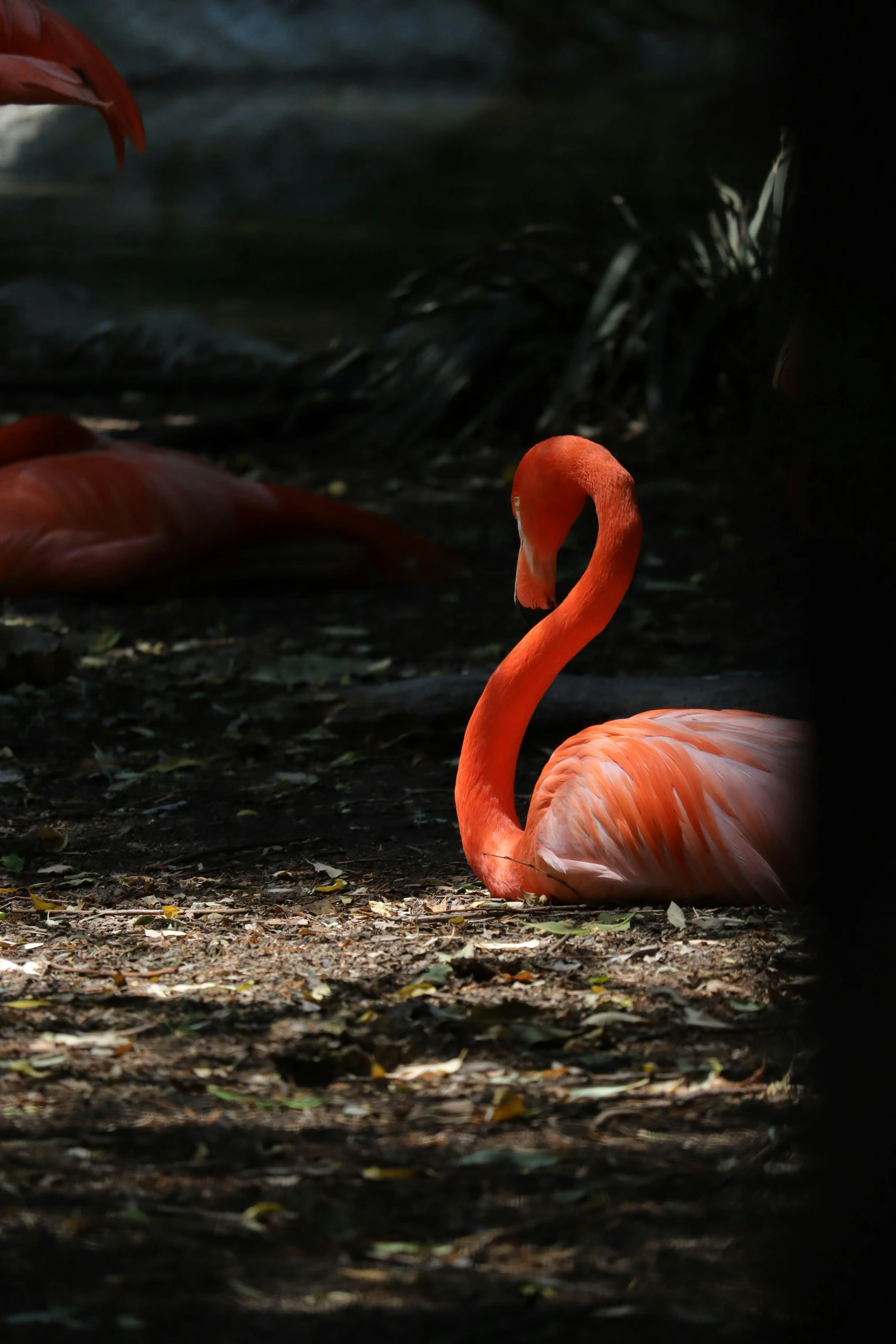 three flamingos are walking side by side in the grass