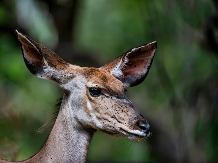 an image of a deer with trees in the background