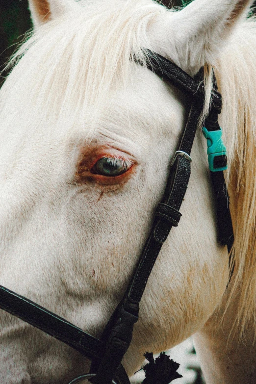 a white horse has the nose and eye of an animal