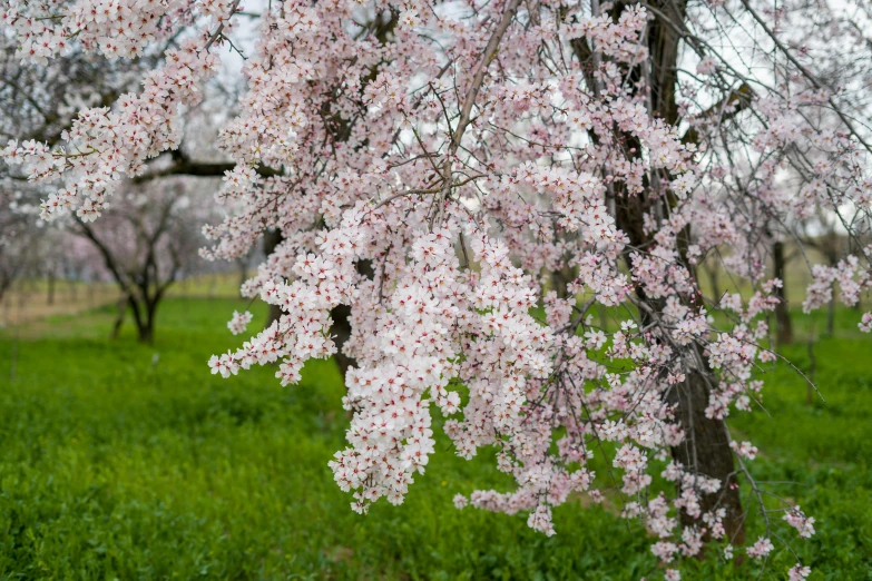 the large pink blossoms are growing near the trees