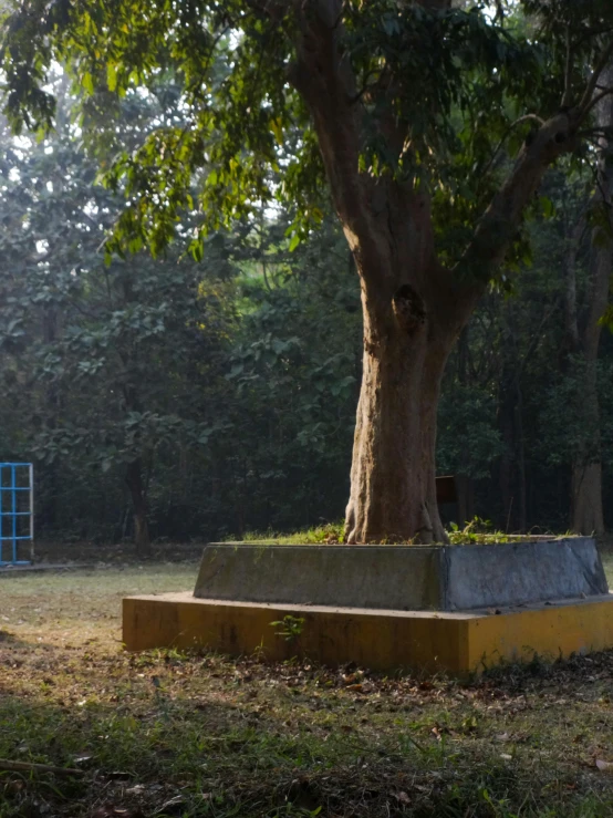 a very large tree sitting in the middle of a park