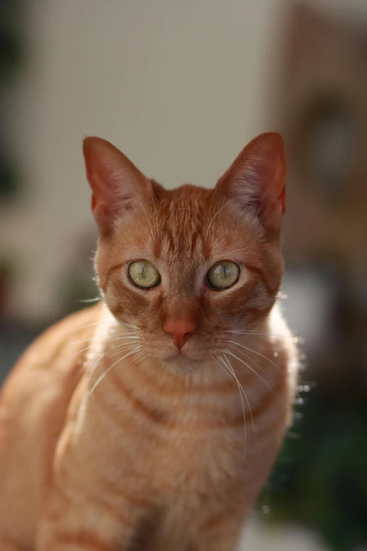 an orange cat with glowing green eyes staring at the camera