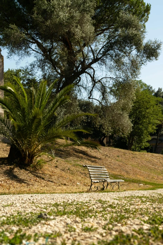 bench next to a tree on a hill