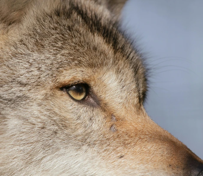 close up of a wolf's eyes with sky in the background