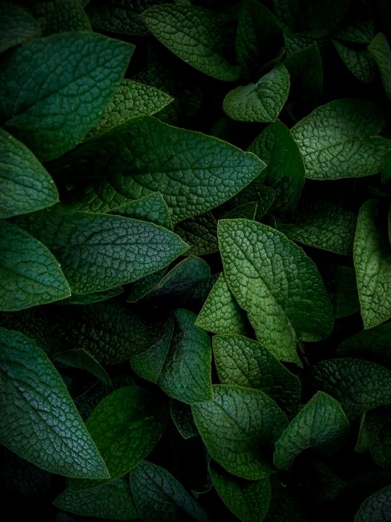 several green leaves laying on top of each other