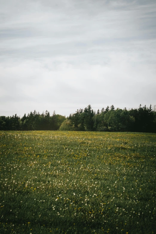 an open field covered with green grass and tiny white flowers