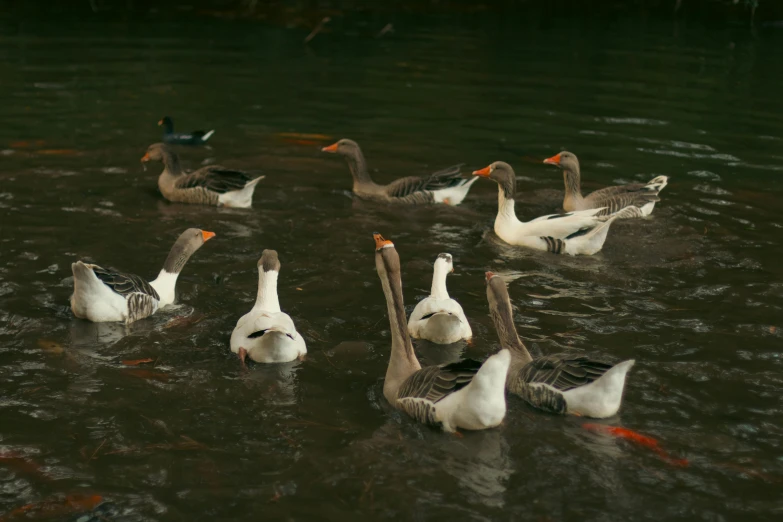 several geese swimming in a body of water
