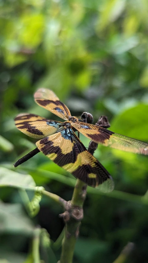 three brown dragon flys above a plant with blue legs