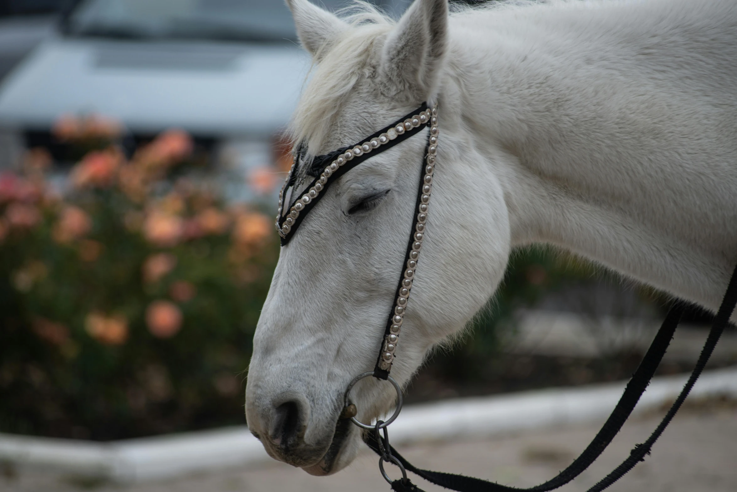 a white horse with bridle on in dirt near a flower