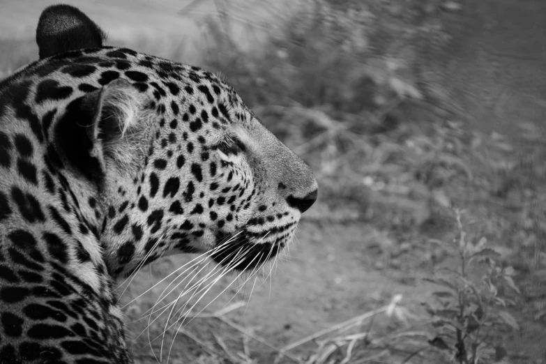 the face of a large jaguar with an open mouth