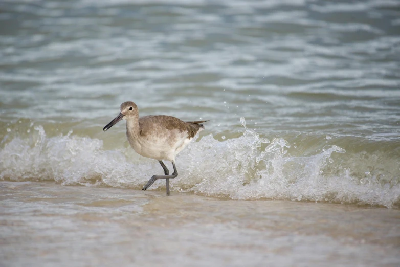 a bird walking through the water on a beach