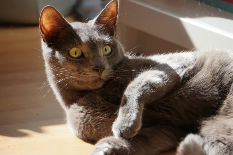 the cat is lying on the wood floor