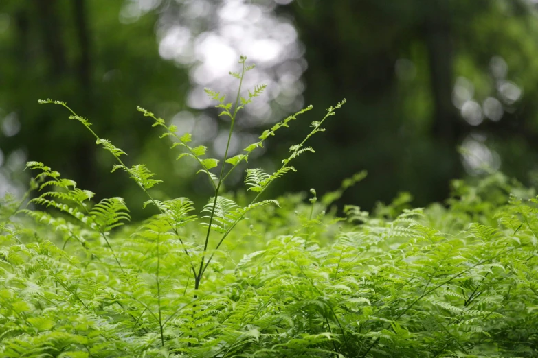 the green grass is all around in the sunlight