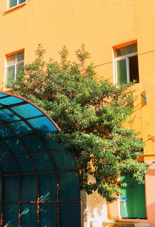 green tree in front of a building with an awning