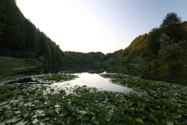 a body of water surrounded by lush green foliage