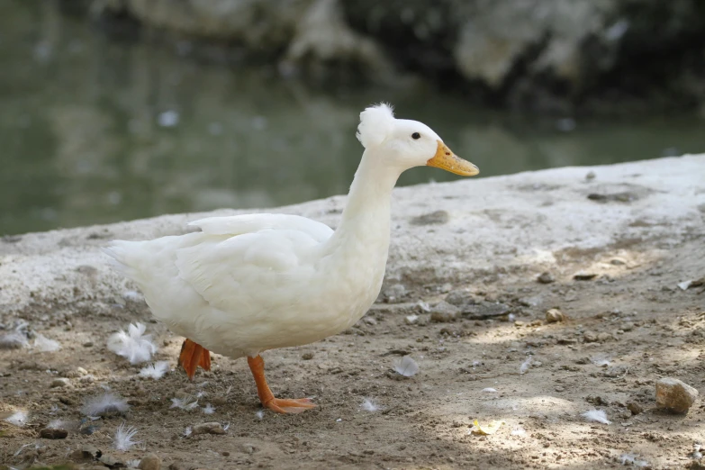 a white duck with orange beak walks on sandy ground