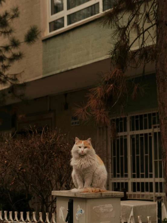 a gray cat with a white face sitting on top of a box