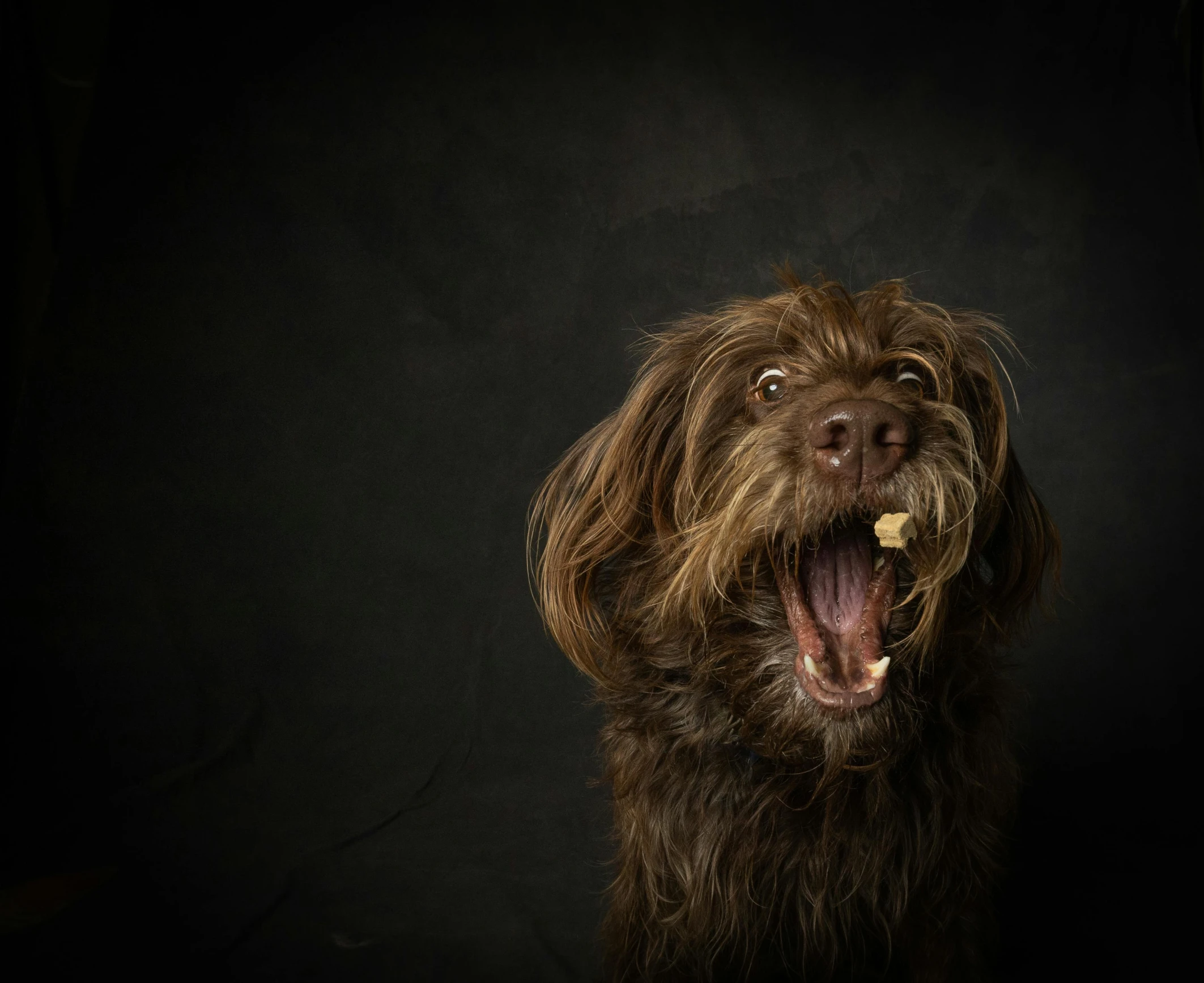 brown dog with large teeth looking up to the side