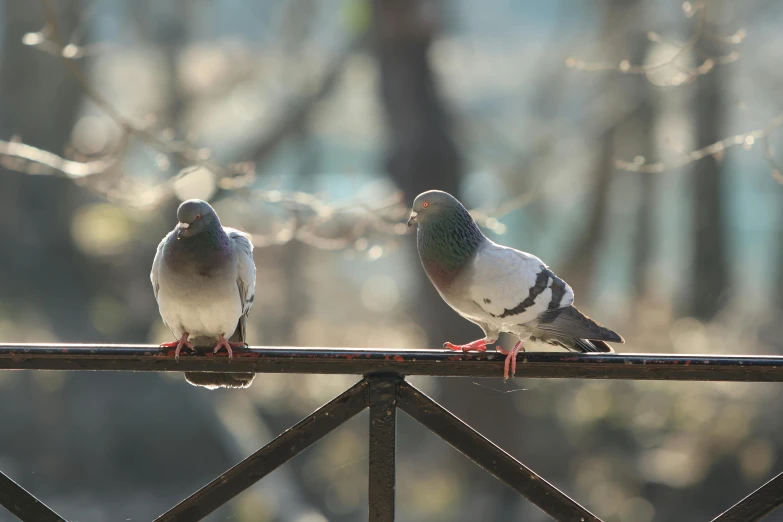 two birds are perched on top of a wooden pole