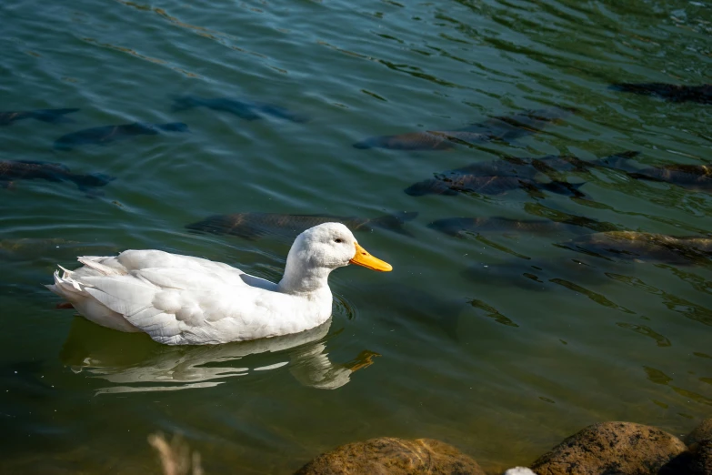a white duck in the water by some rocks