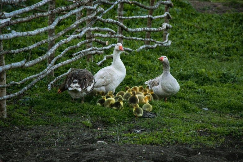 a bunch of ducks and their babies by a small fence