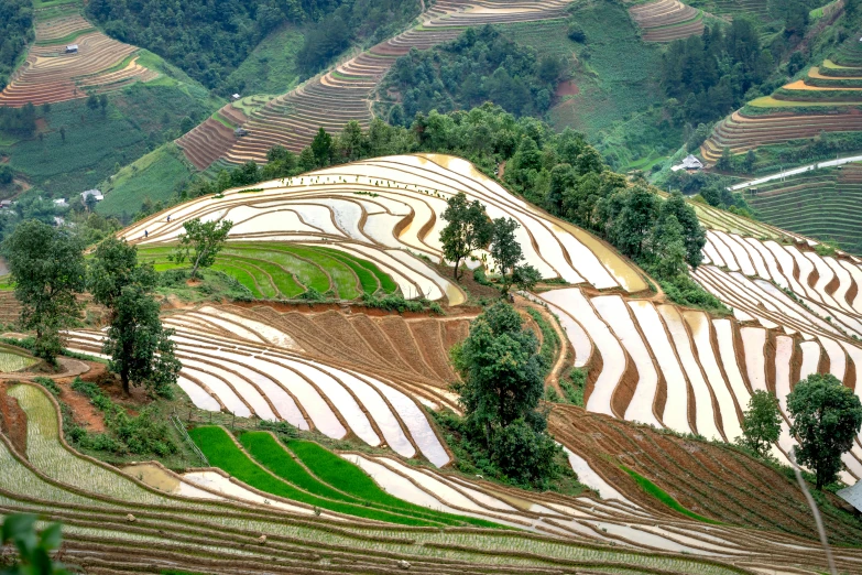 several rows of rice plants on top of a hillside