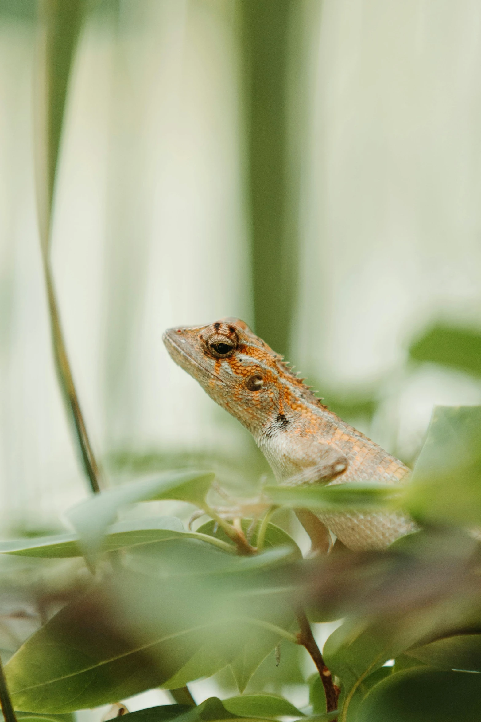 a small brown and orange lizard is peeking through leaves