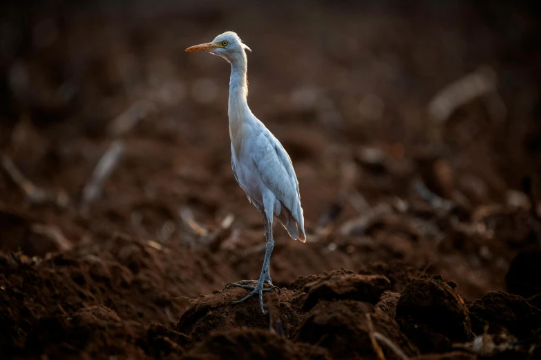 a bird with long legs is standing in the dirt