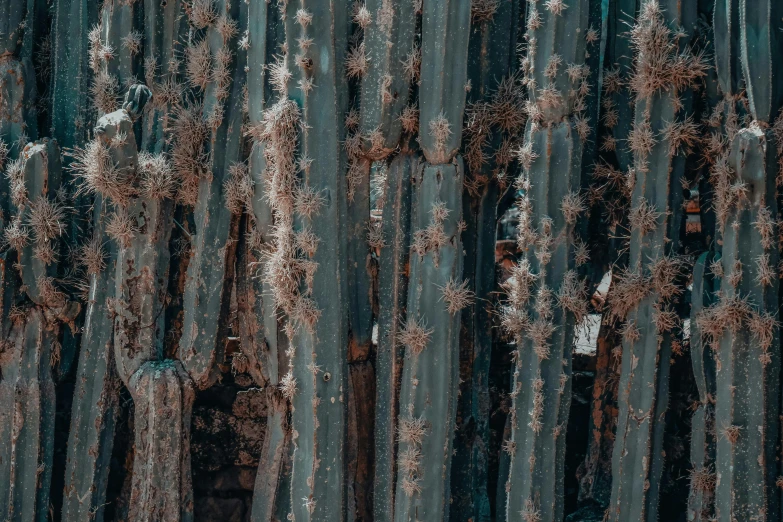 the aerial pograph of tall trees in a forest