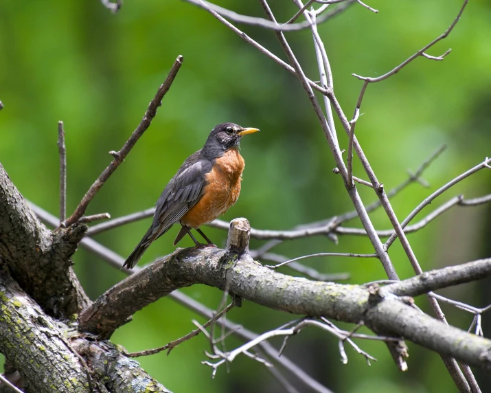 a small bird perched on top of a leafless tree nch