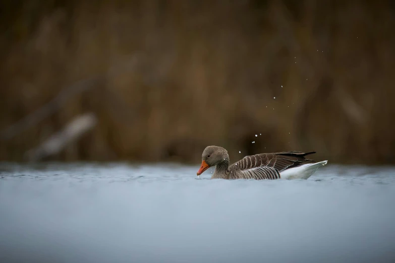 a duck that is swimming in some water