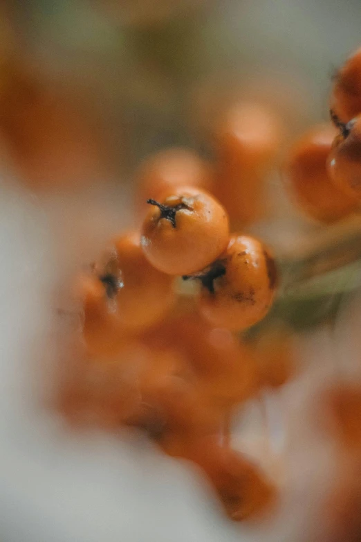 the oranges are hanging on the tree in the forest