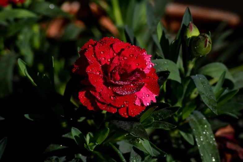 a rose with water droplets is shown on the leaves