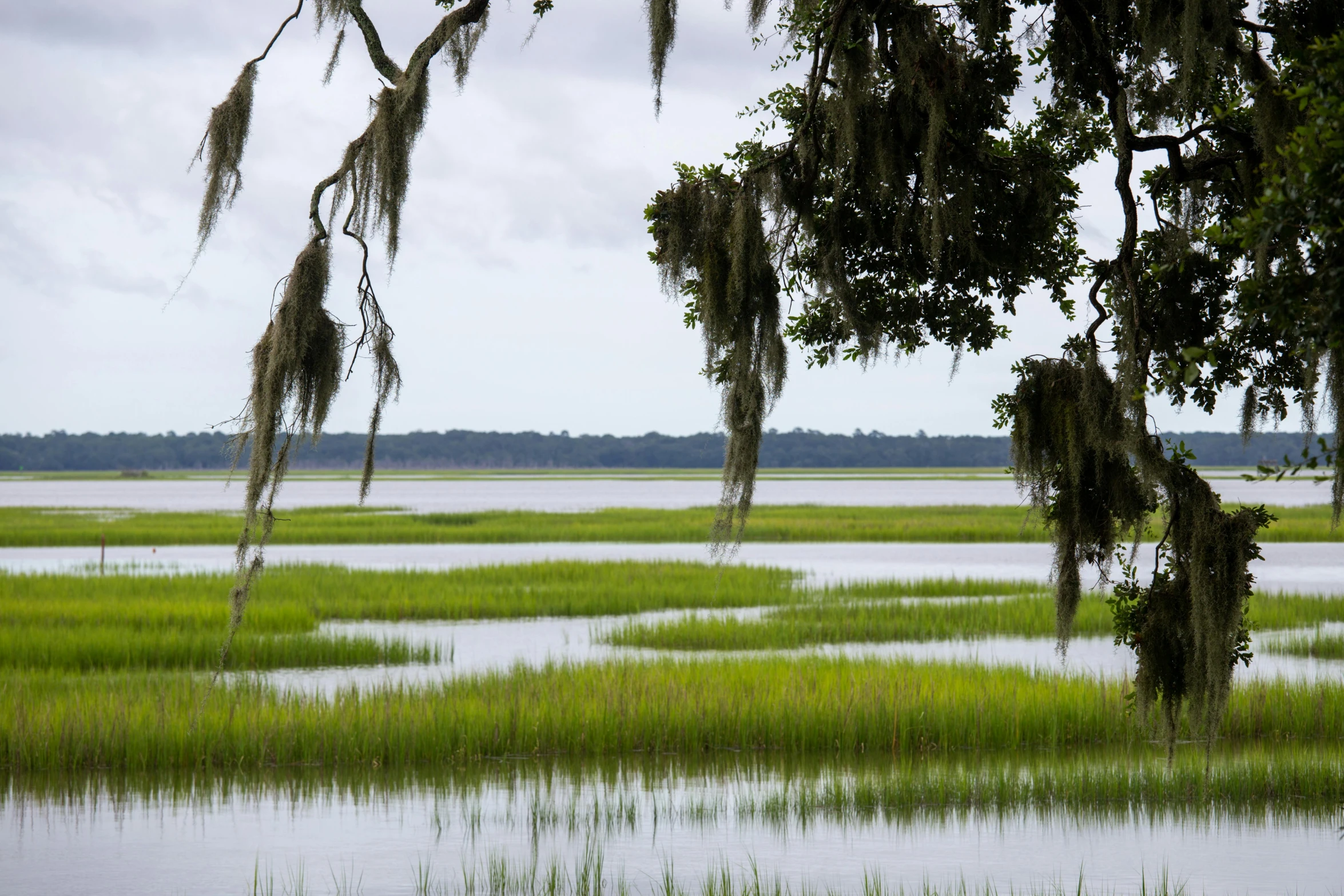 two green marshland with trees, bushes and the water