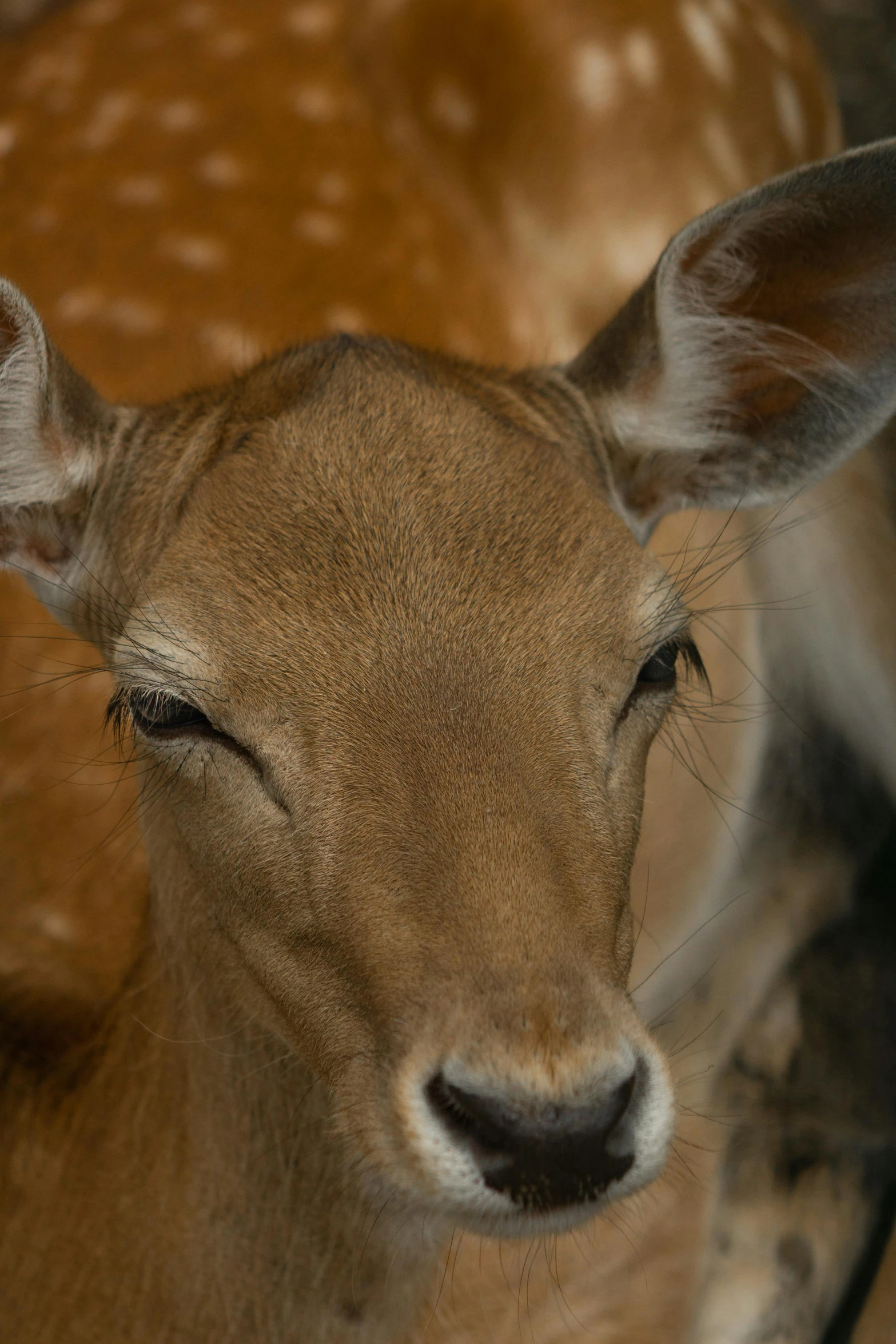 deer sitting on the ground with two ears facing upward