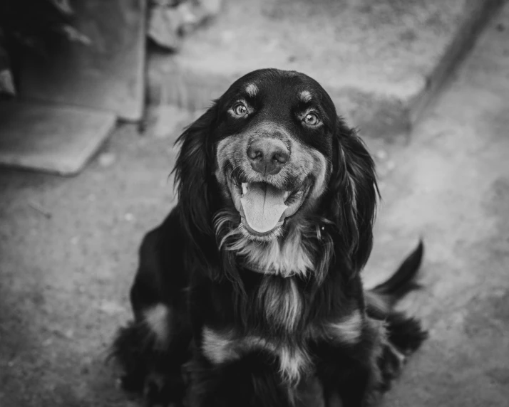 black and white pograph of a dog sitting down with its mouth open