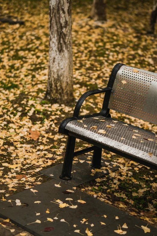 an empty bench next to a tree with fallen leaves