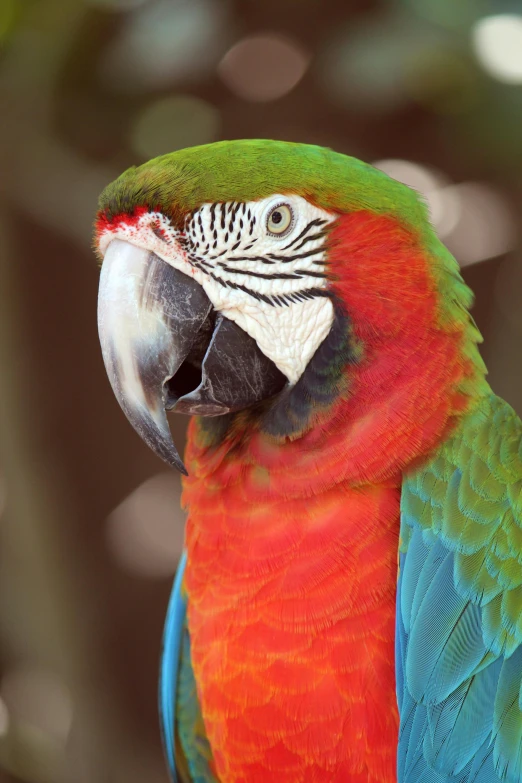 this colorful parrot is looking to the side