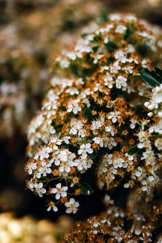 white flowers and leaves sitting on a tree nch