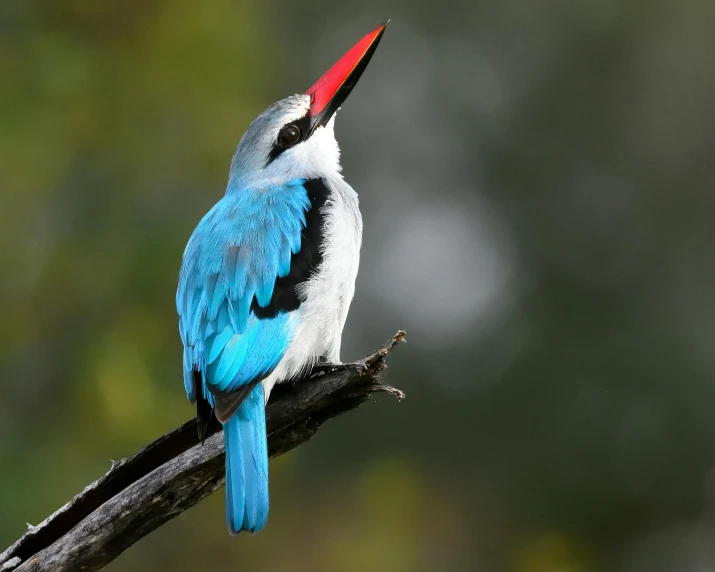 blue, white and black bird sitting on a nch