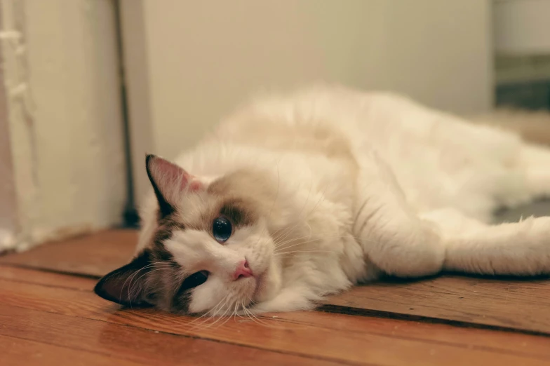 a white cat laying on top of a wooden floor