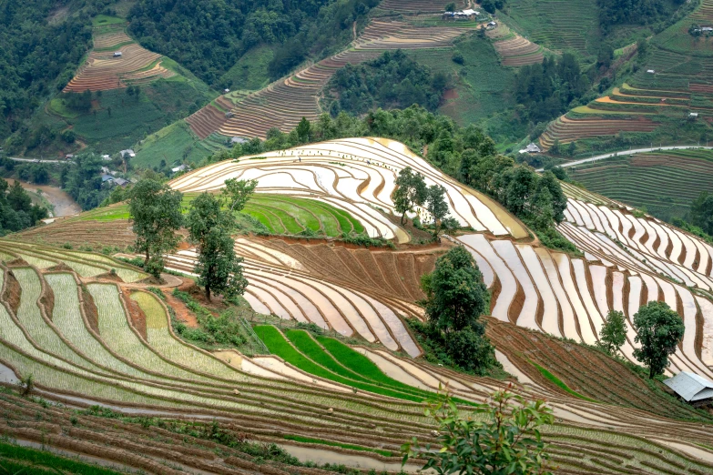 the rice field in thailand has a pattern of lines growing on it