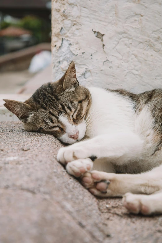 cat laying on the sidewalk looking out with his eyes closed