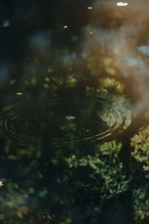 a pond has water ripples around it