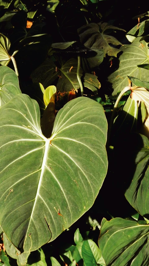 the large heart - shaped plant is growing on top of the leaves