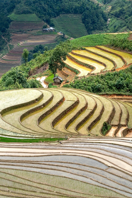 this is an outdoor view of a rice farm