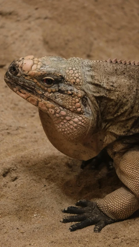 a large lizard laying on sand with its mouth open