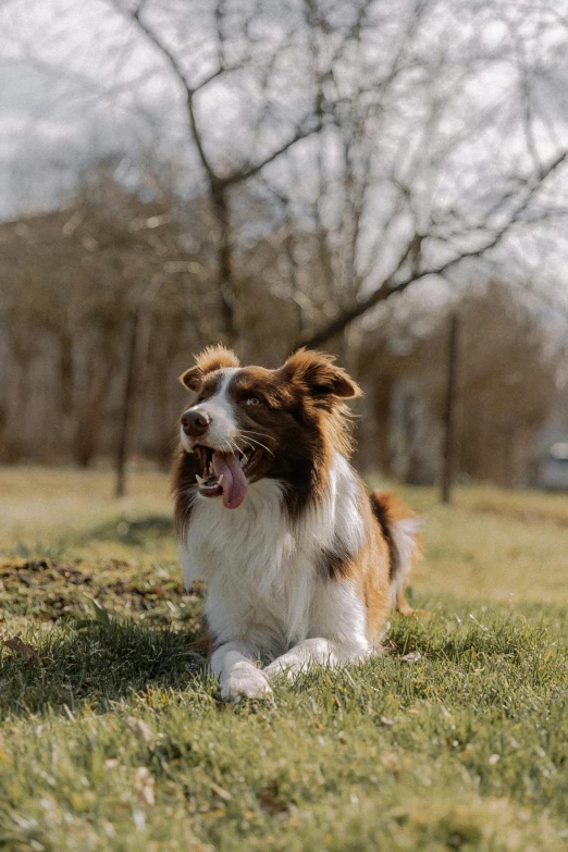 a dog sits in the grass next to trees