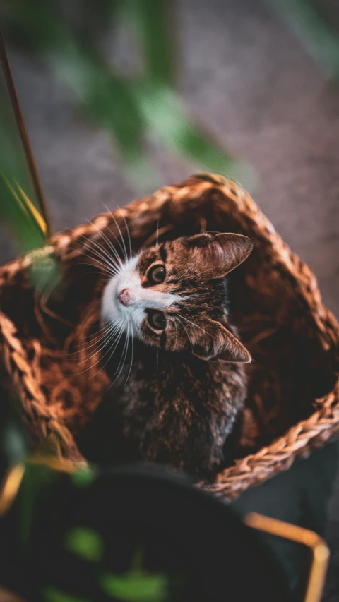 a kitten in a basket next to an open tin can