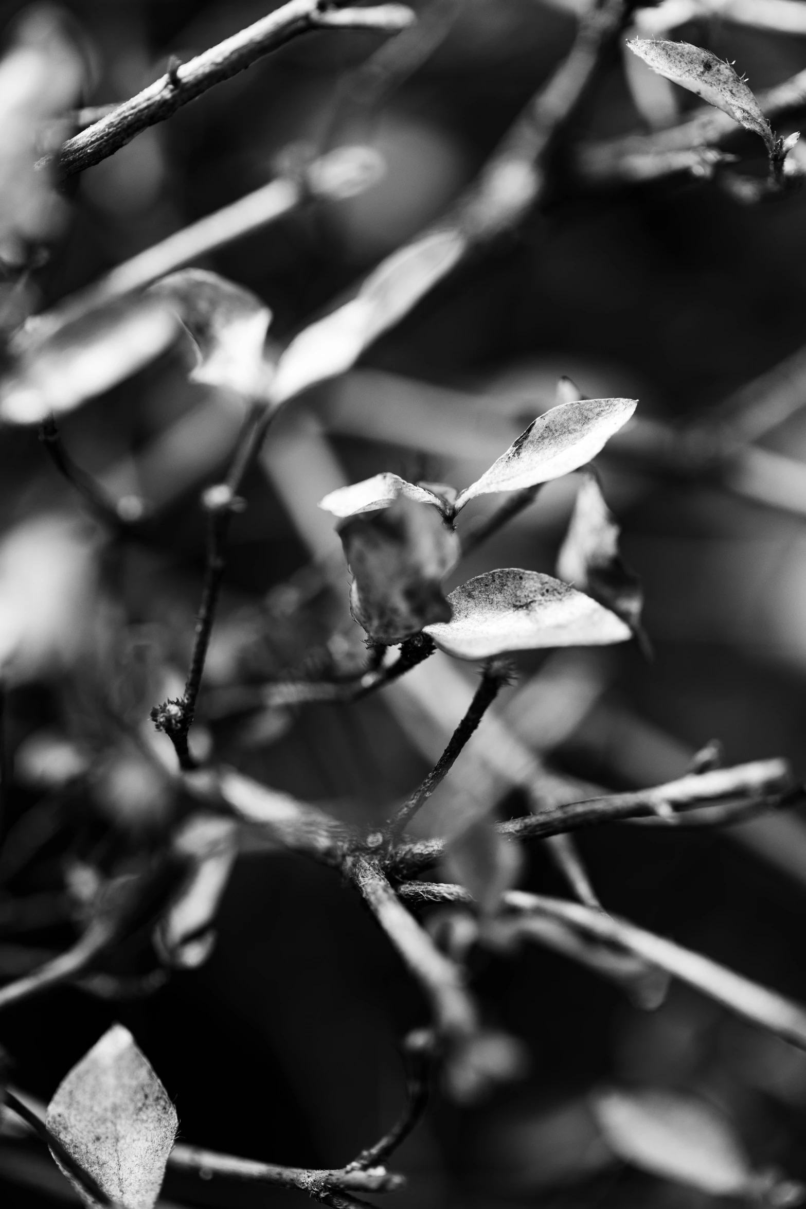 closeup of leaves on the nches of a tree